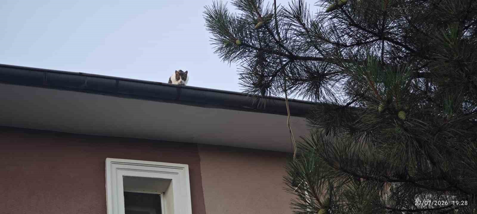 Apartman &ccedil;atısında mahsur kalan kedi itfaiye ekiplerince kurtarıldı