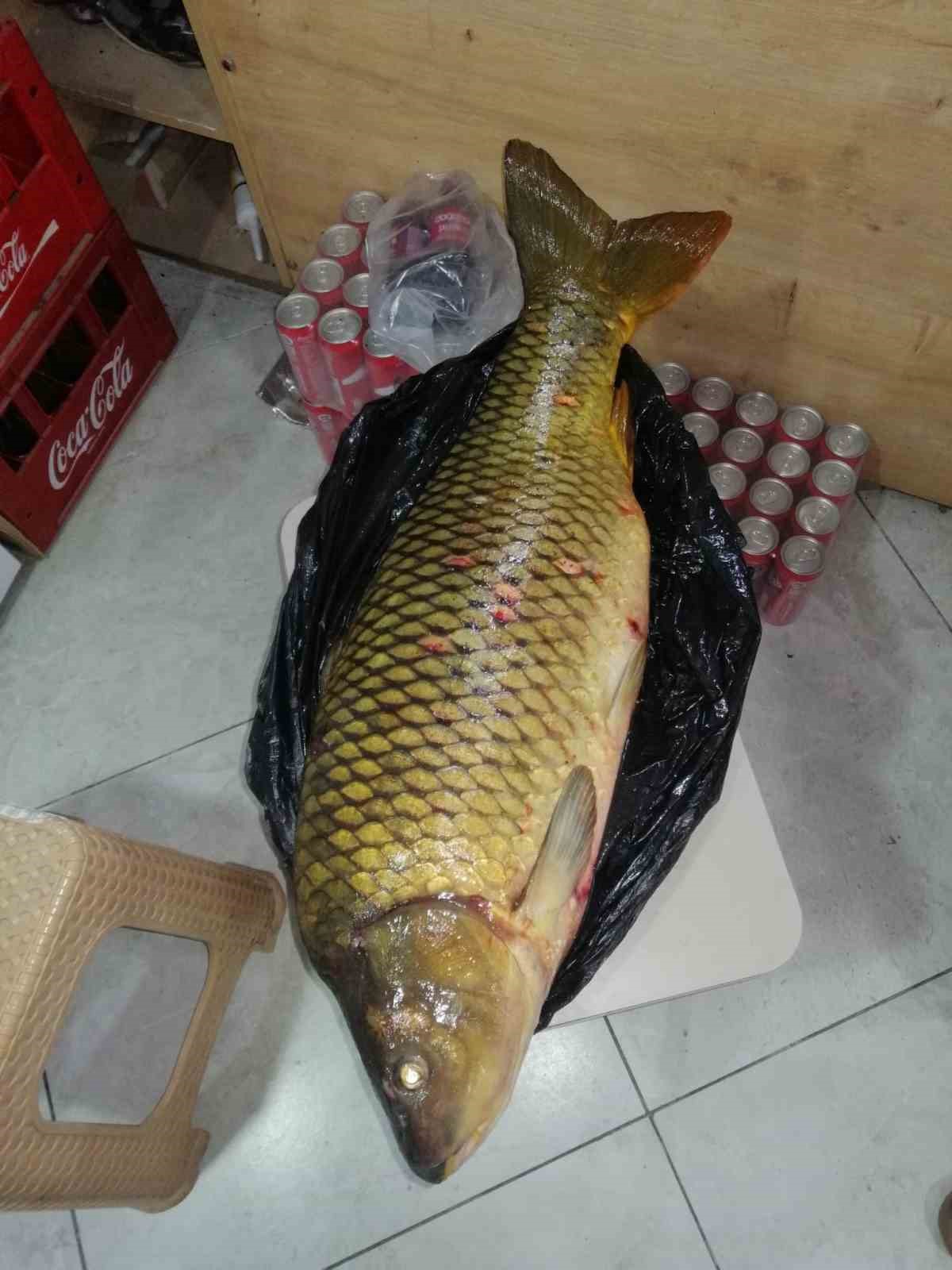 Bilecik’te dev sazan balığı yakalandı