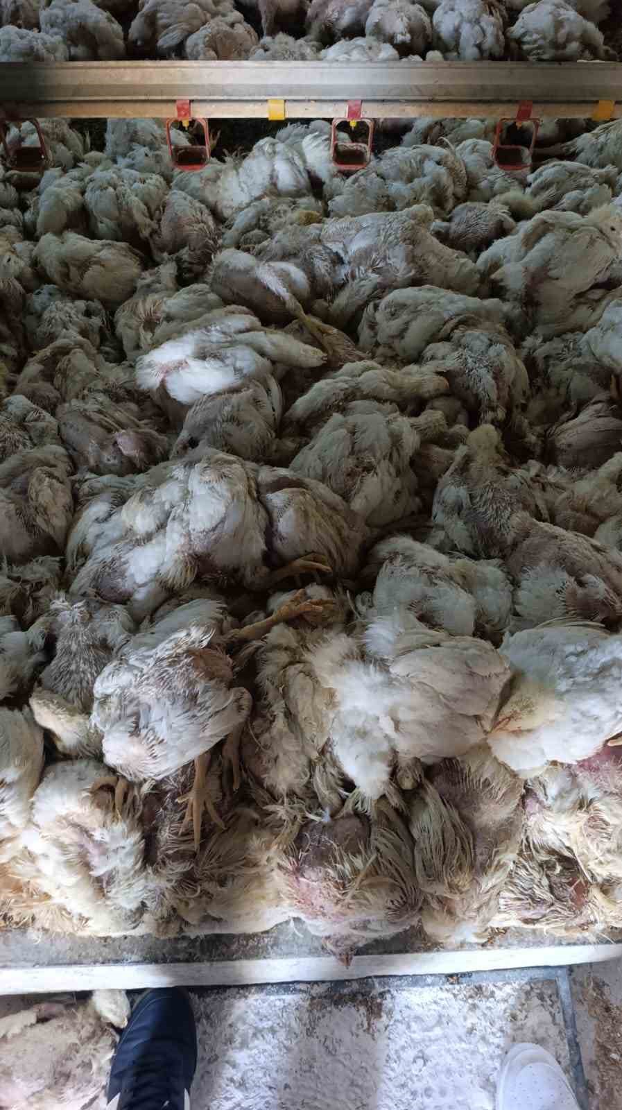 Bolu’da kümesin havalandırması devre dışı kalınca 4 bin tavuk telef oldu