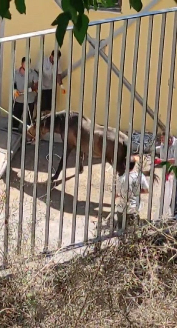 B&uuml;y&uuml;kada&rsquo;da kalan son 16 at i&ccedil;in &lsquo;gizli sevk&rsquo; iddiası: Hayvanseverlerden "işlemleri durdurun" &ccedil;ağrısı