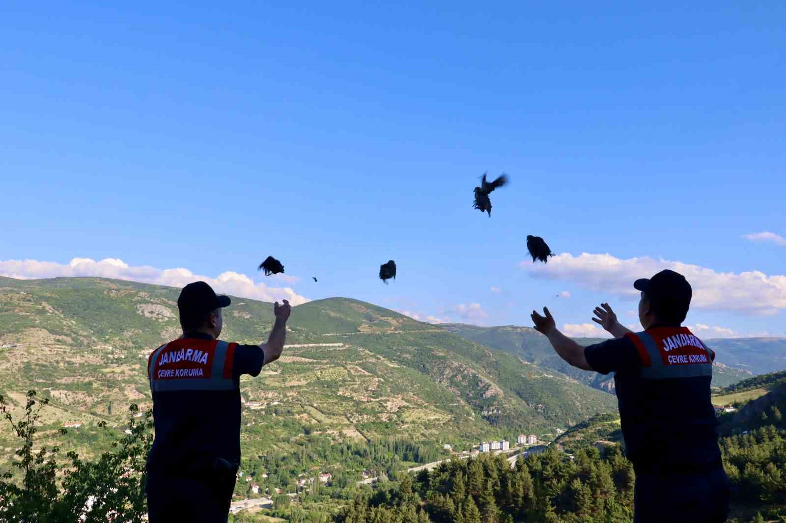 Tokat&rsquo;ta 100 keklik doğaya bırakıldı