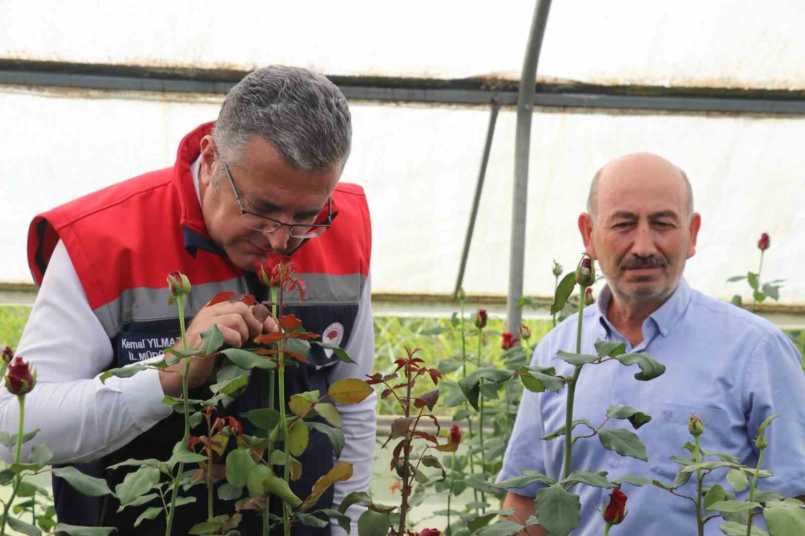 Samsun’da kesme çiçekte 7 milyon adetlik üretim