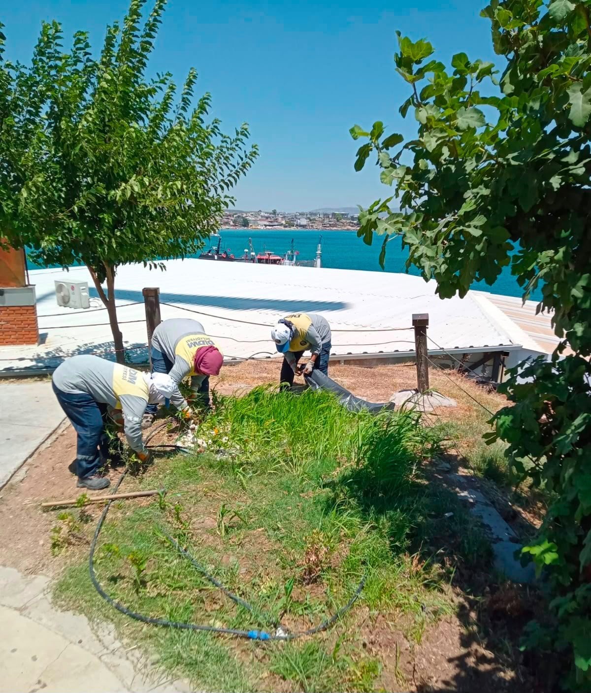 Didim Belediyesi fidanlığında üretim büyüyor