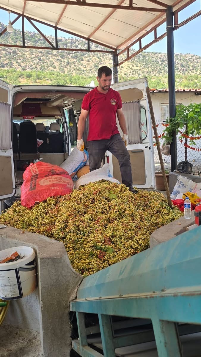 Çermik’te fıstık hasadı başladı