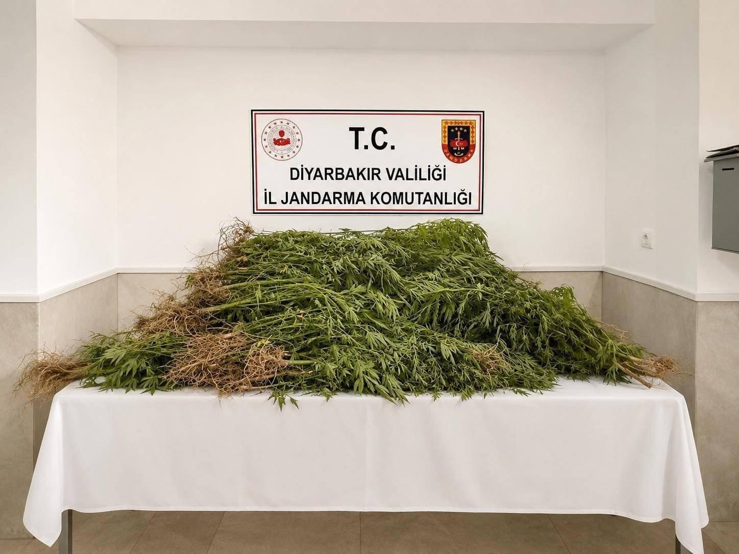 Diyarbakır’da 14 bin kök kenevir, 129 kilo esrar ele geçirildi