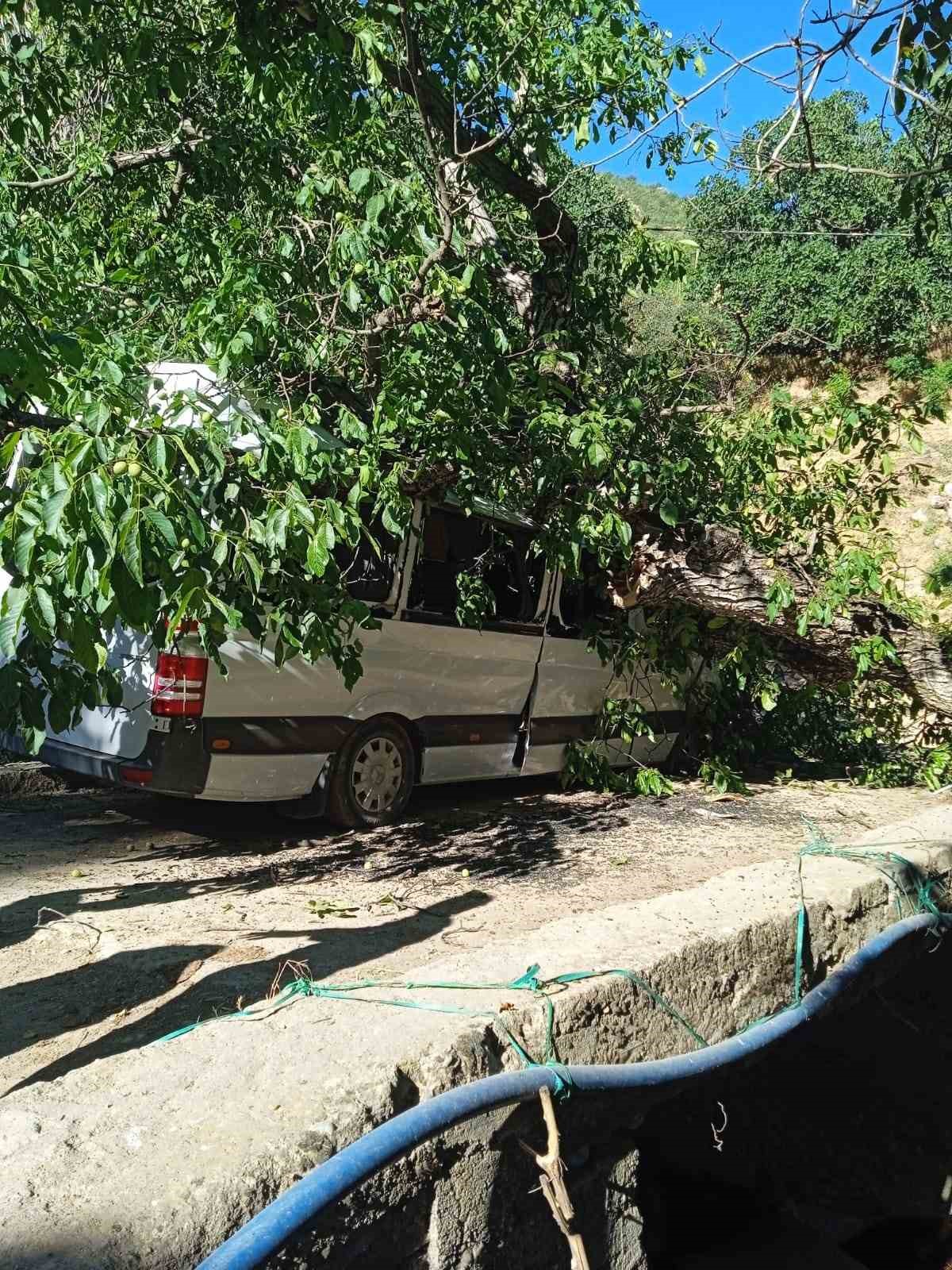 Hakkari’de park halindeki aracın üzerine ceviz ağacı devrildi