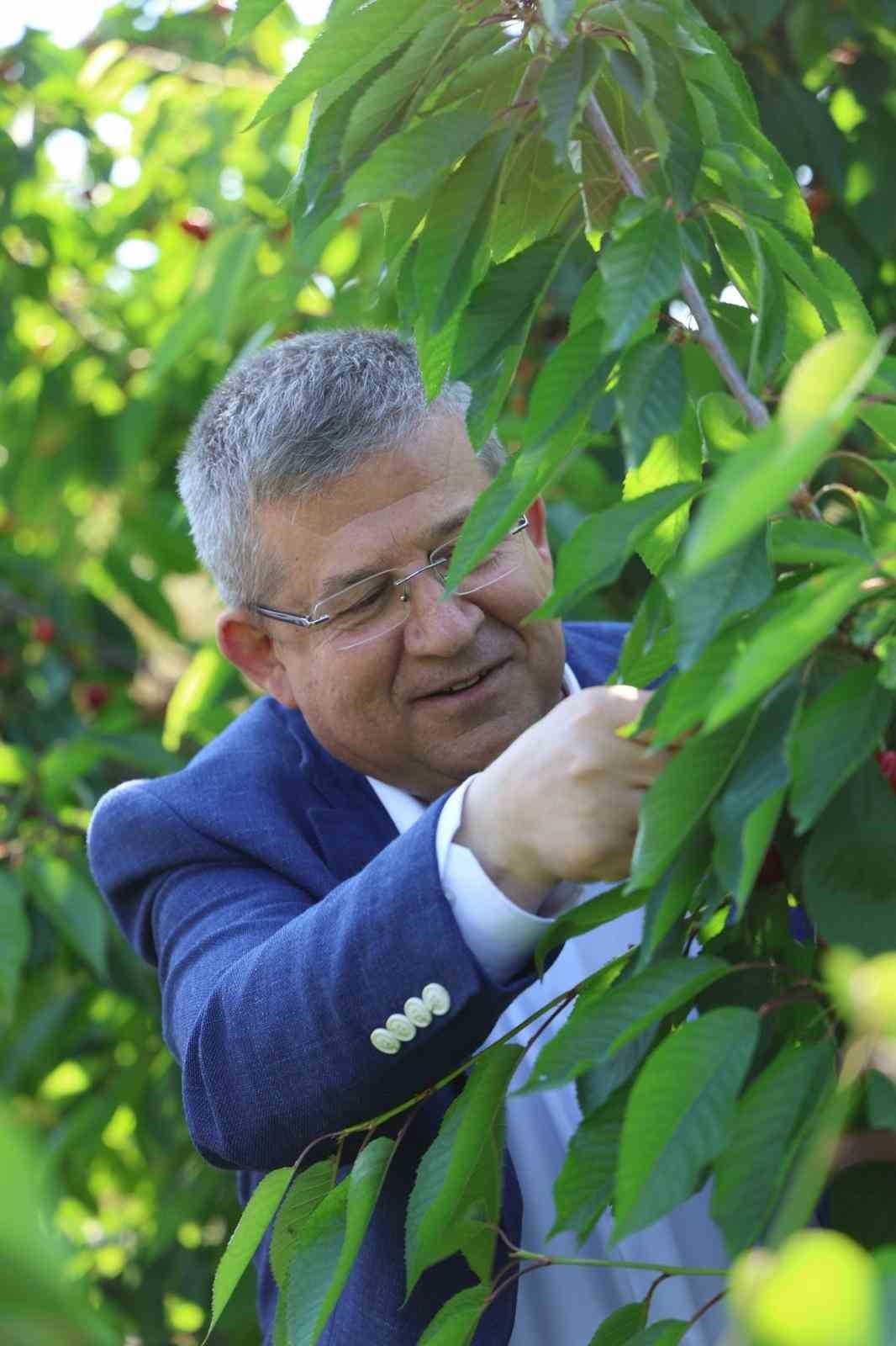 Başkan Subaşıoğlu kiraz ve kayısı üreticileriyle birlikte hasat yaptı
