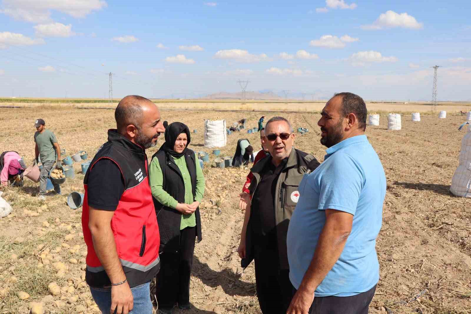 Karapınar’da ayçiçeği ve patates hasadı sürüyor