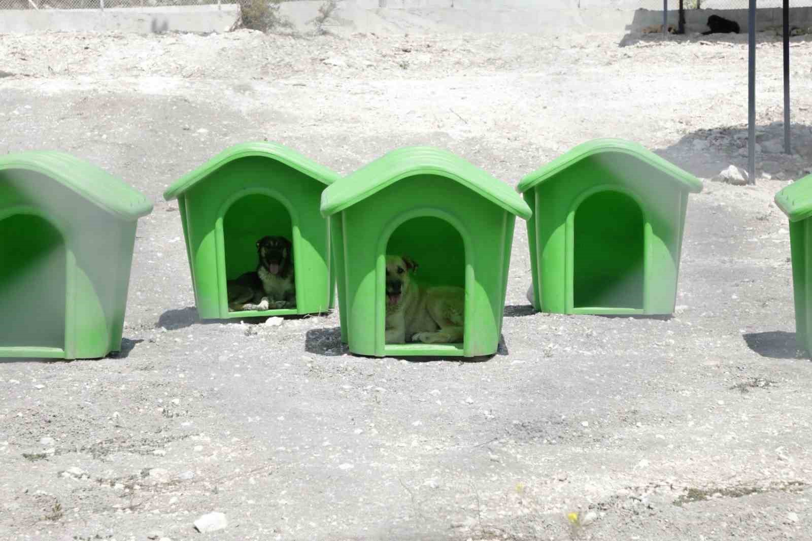 Emet Sahipsiz Hayvan Bakımevi hizmete açıldı