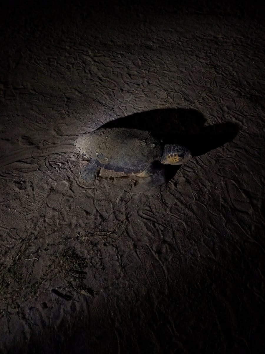 5 yıl sonra aynı plaja d&ouml;nen caretta Didim&rsquo;de yeniden yuva yaptı