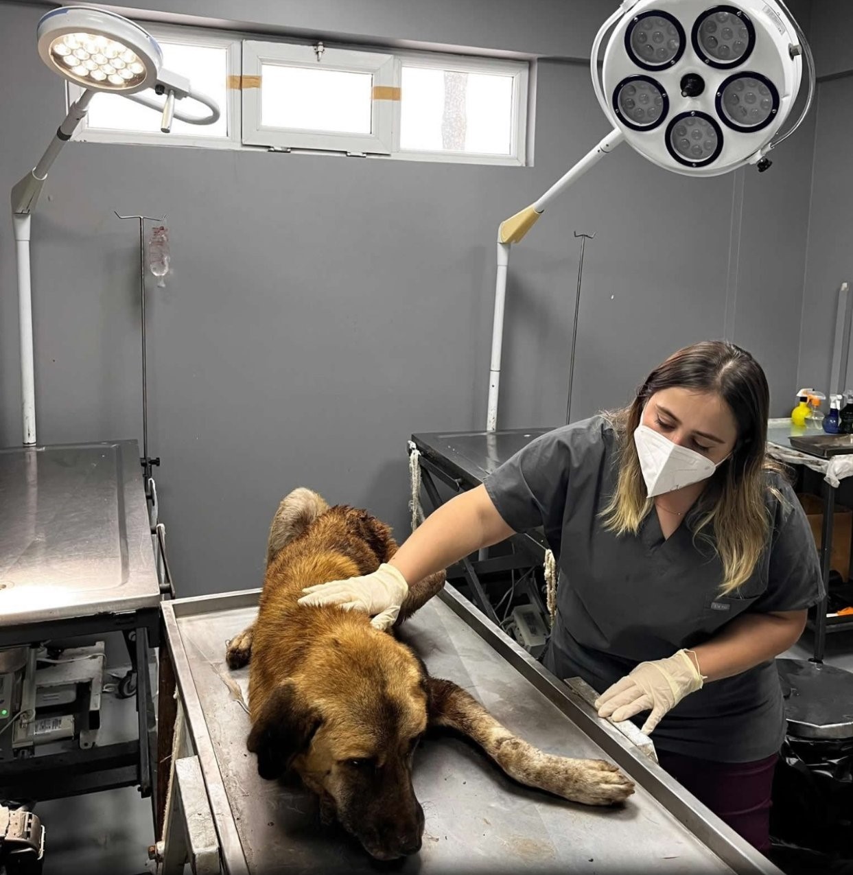 Ordu’da ağzına çengel takılan köpek kurtarıldı