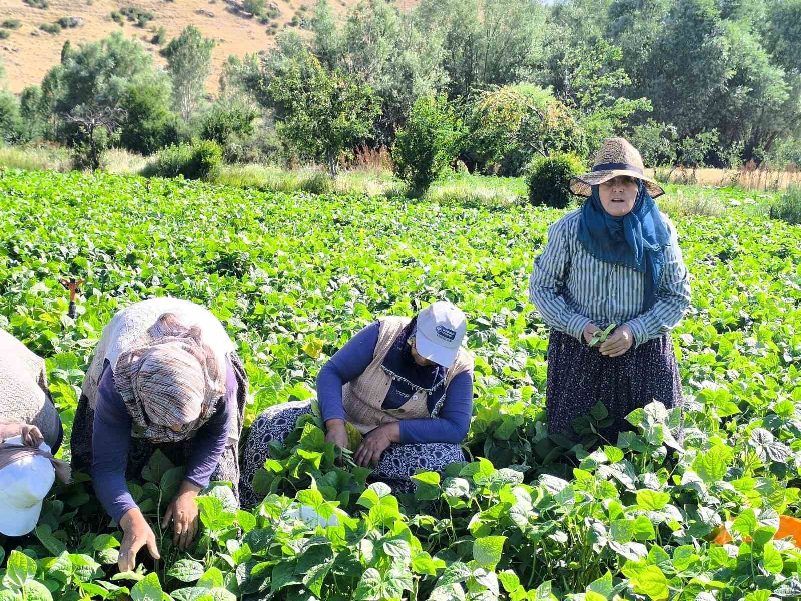 Fasulyede hasat maratonu başladı