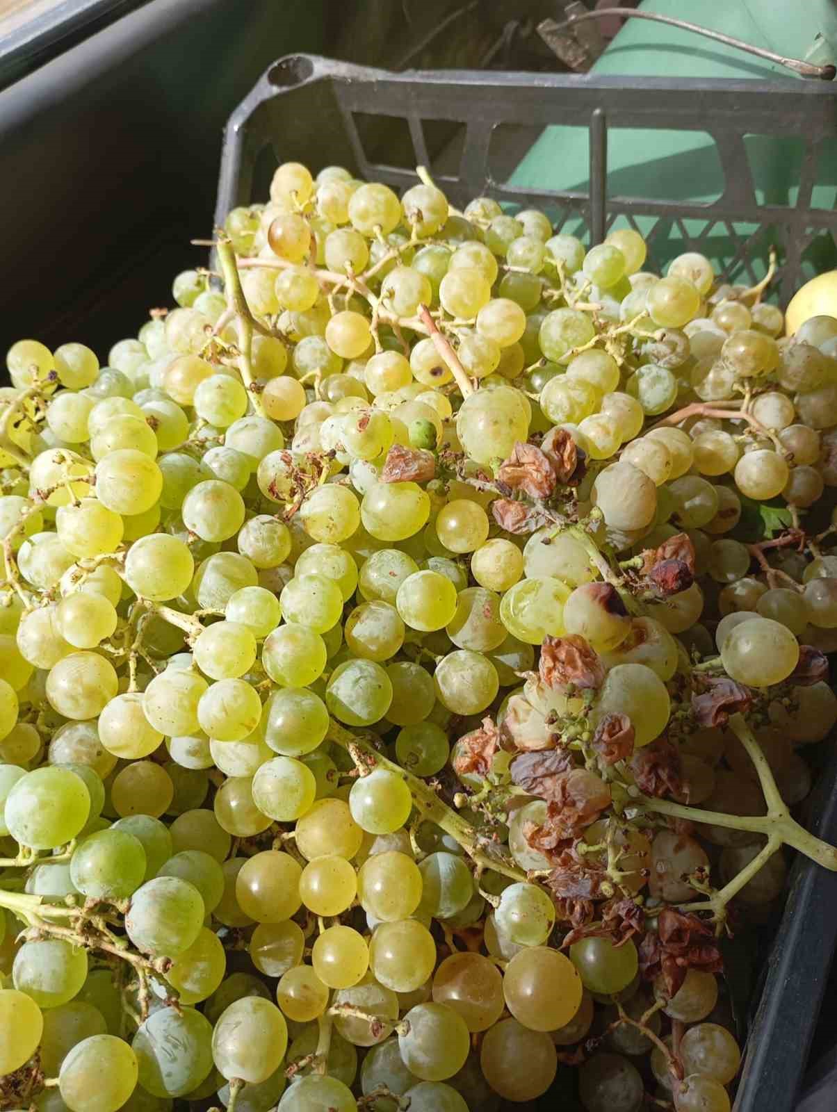 Emet il&ccedil;esi S&uuml;lye k&ouml;y&uuml;nde bağ bozumu heyecanı