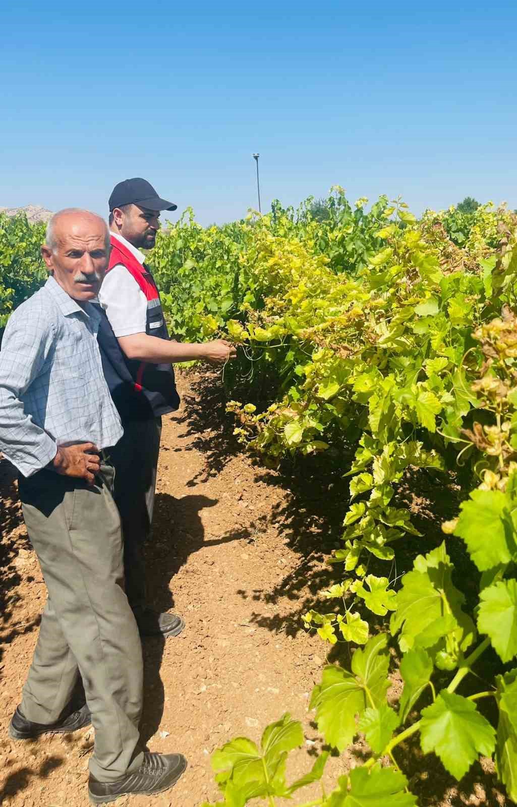 Gercüş’te tarım ekiplerinden bağ küllemesine karşı yerinde inceleme