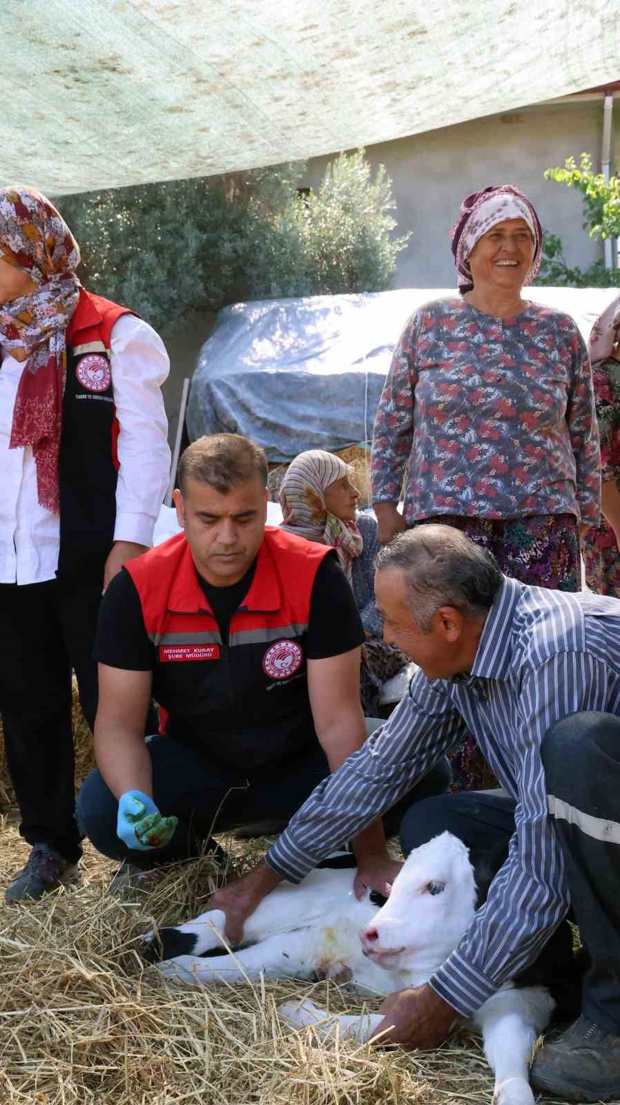 Muğla’da yeni doğan buzağı seferberliği