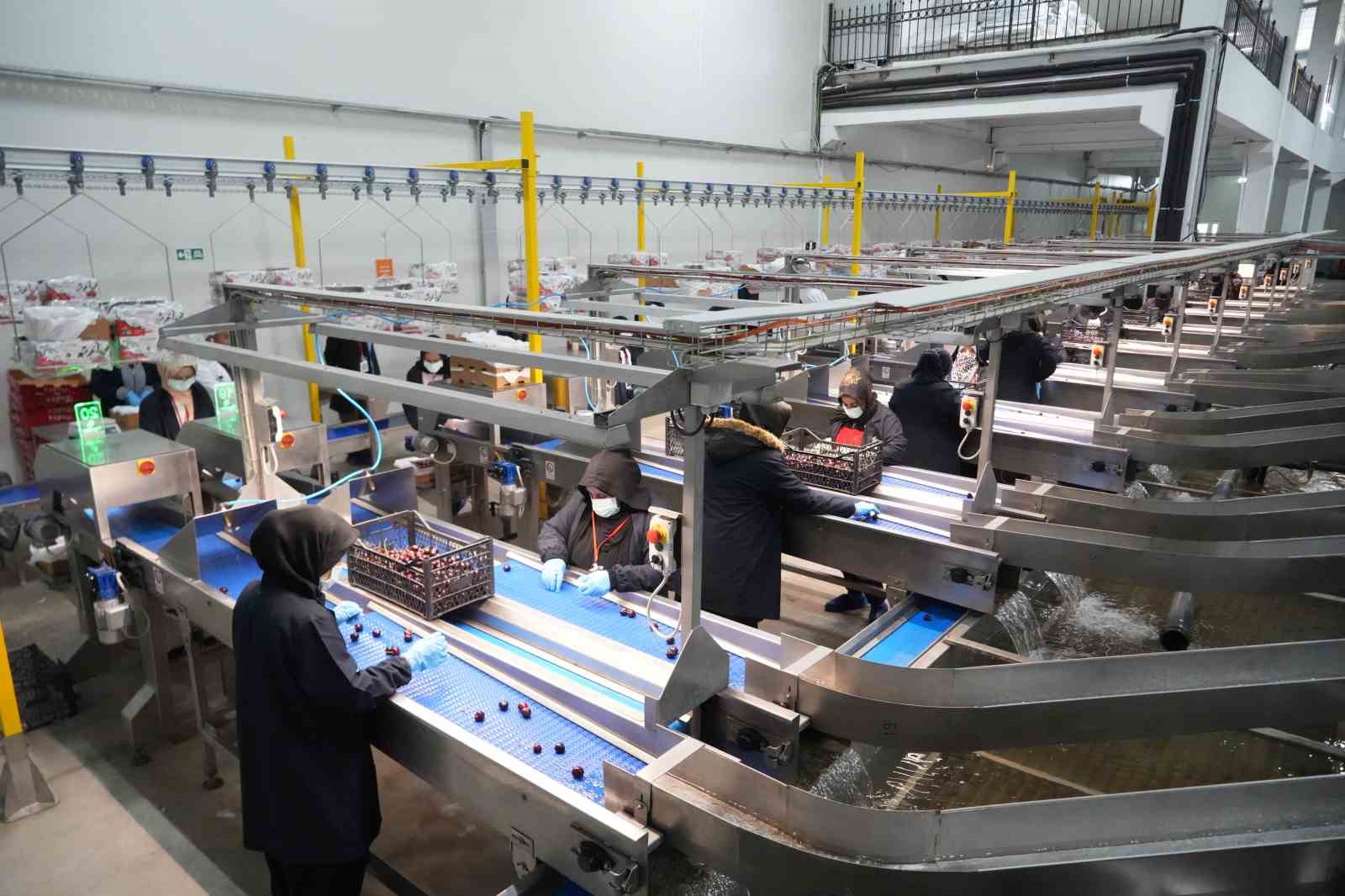 Niğde kirazında ihracat mesaisi: Y&uuml;ksek rakım kaliteyi artırıyor