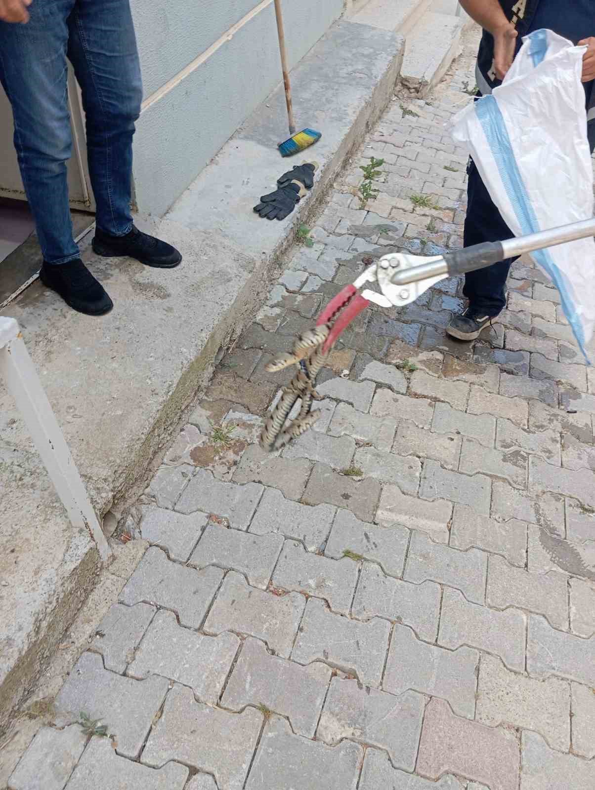Eve giren yılan paniğe neden oldu