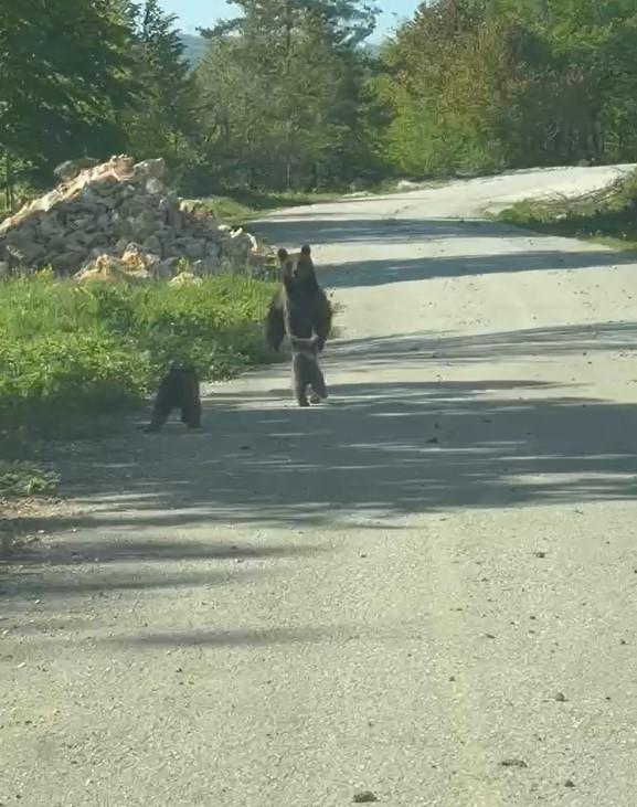 Kardeşlerin anne ayı ve yavruları ile sohbeti gülümsetti