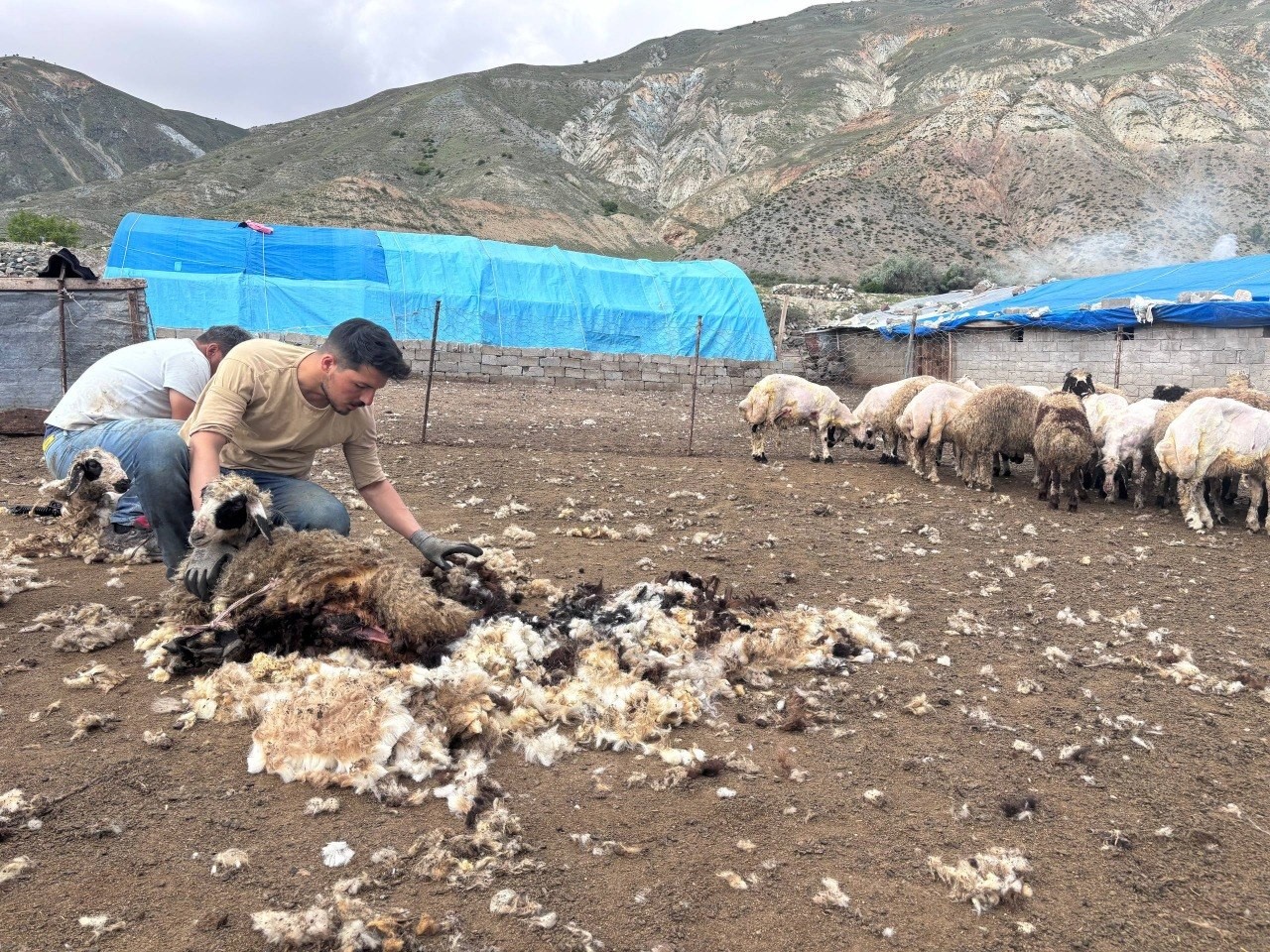 Erzincan yaylalarında kırkım mesaisi