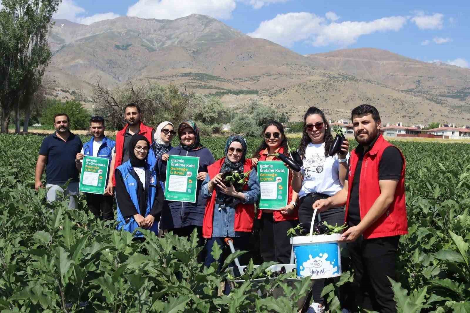 Gençlik merkezi gönüllüleri patlıcan hasadına katıldı