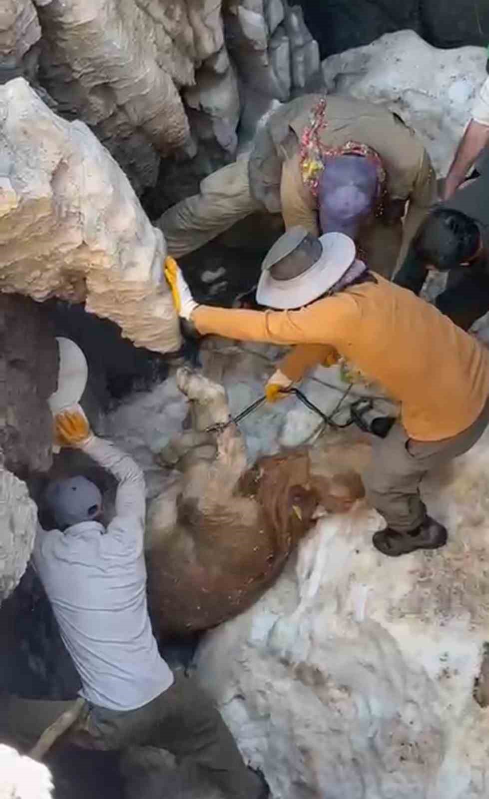 Yüksekova’da uçurumdan düşen sigortalı buzağı için seferber oldular
