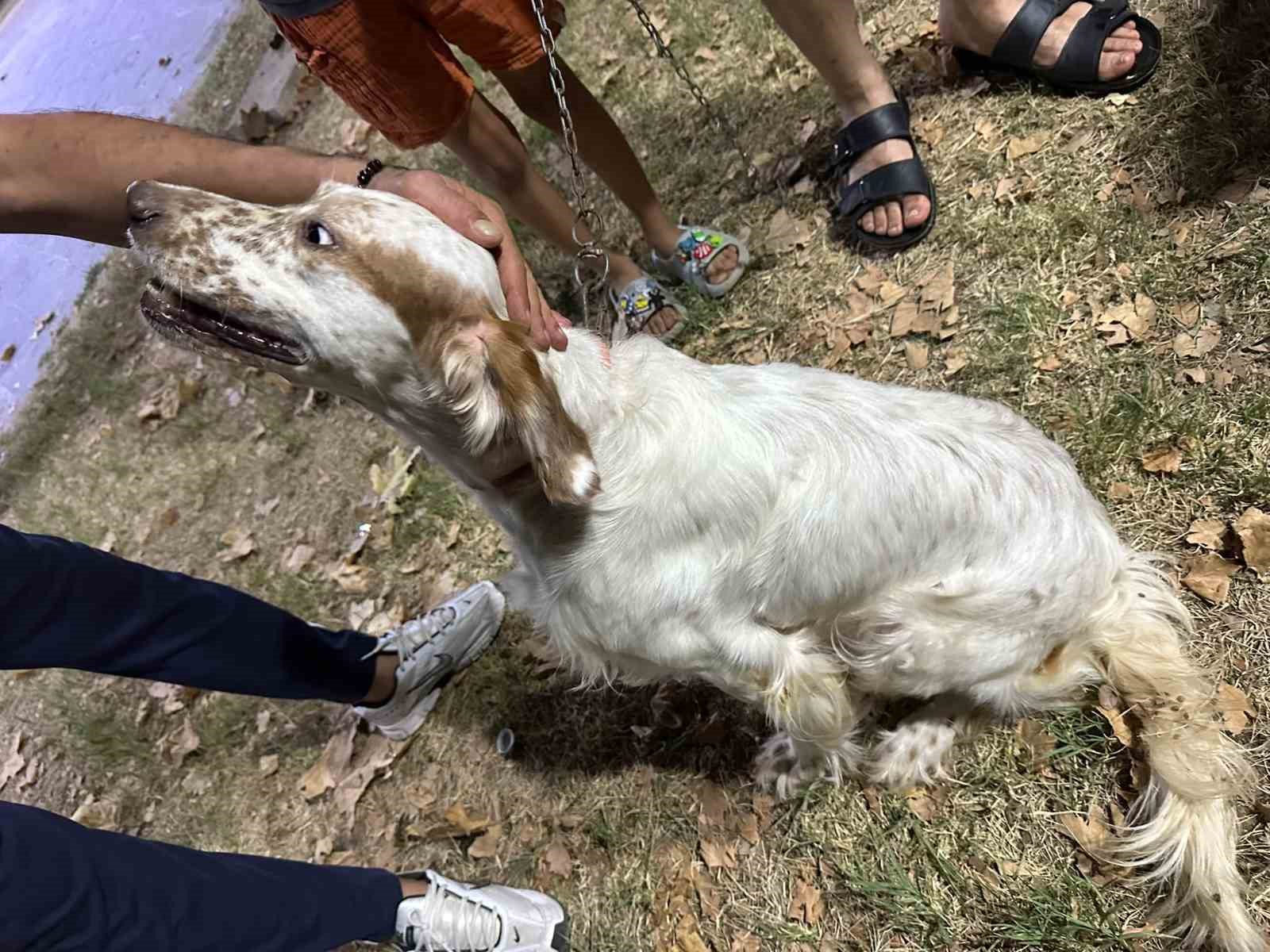 Sarıgöl’de av köpeklerine kuduz aşısı seferberliği