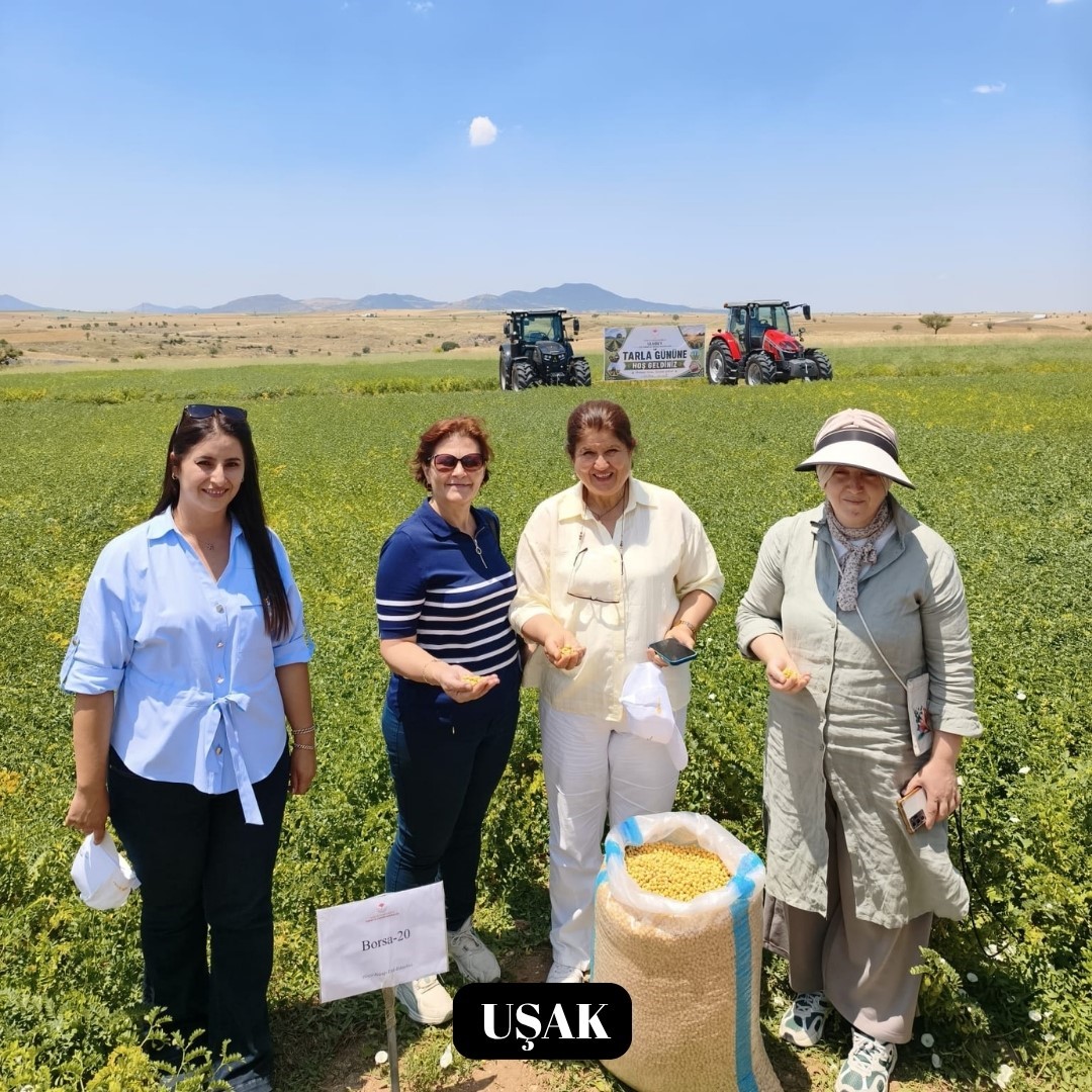 Yeni nohut çeşidi Denizli’nin dışında ekilen bölge illerinde de yüksek verim verdi