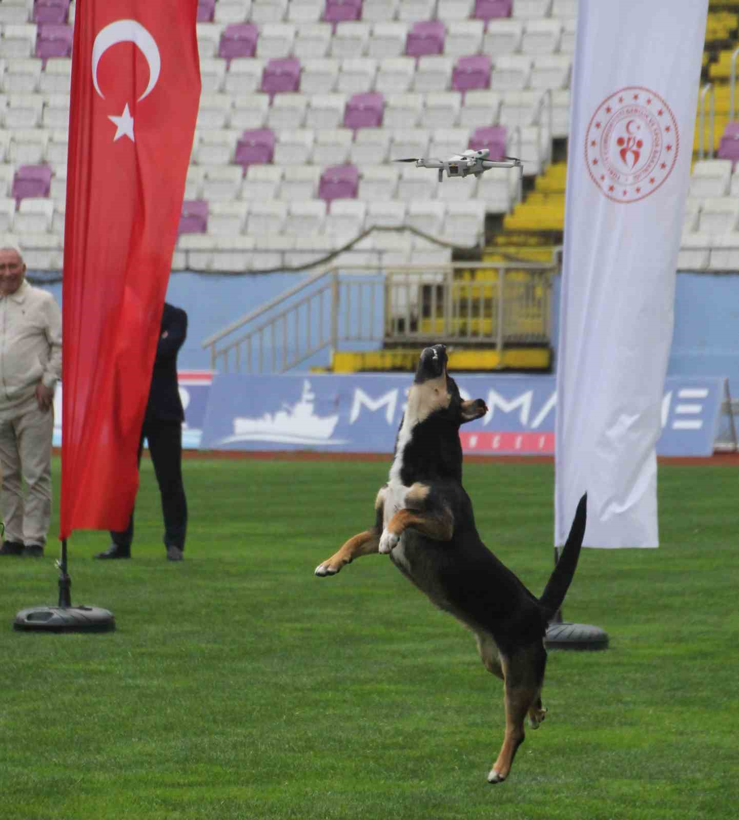 19 Mayıs kutlamalarında tehlikeli anlar: Stada giren başıboş k&ouml;pek, dronu b&ouml;yle d&uuml;ş&uuml;rd&uuml;