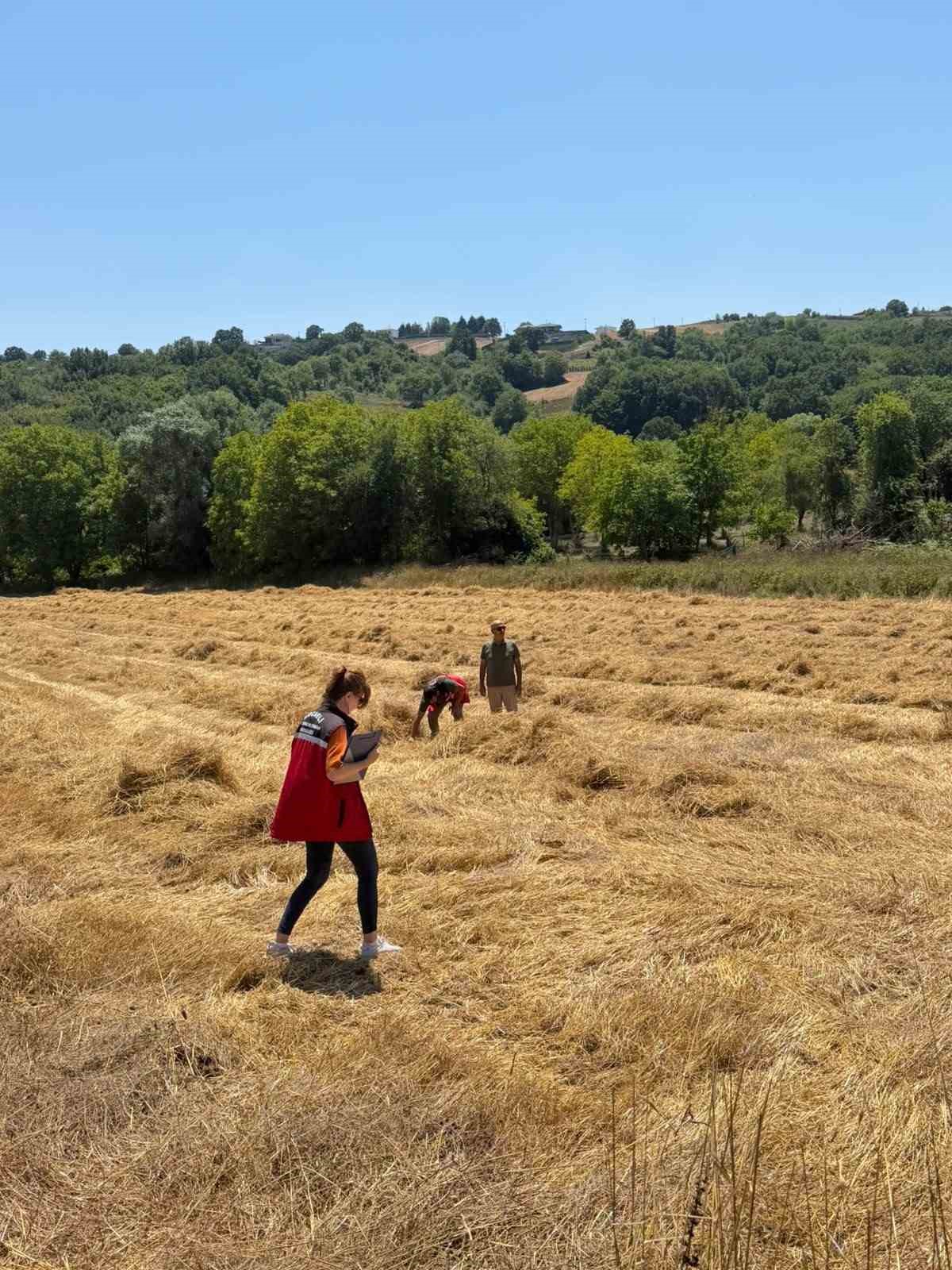 Körfez’de ata tohumu siyez buğdayında ilk hasat