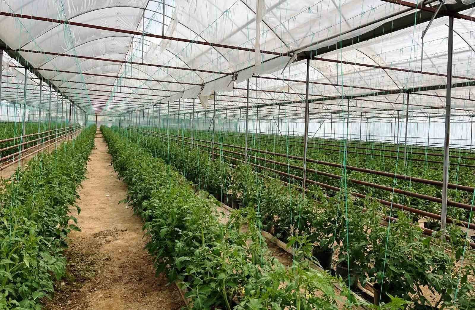 Simav’da seracılık faaliyetleri yerinde incelendi