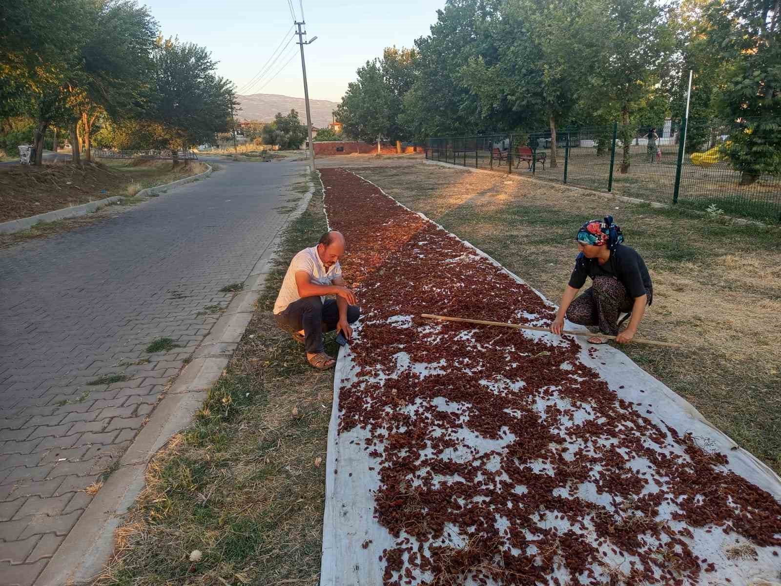 Sarıg&ouml;l&rsquo;de sezonun ilk kuru &uuml;z&uuml;m&uuml; &ccedil;uvala girdi