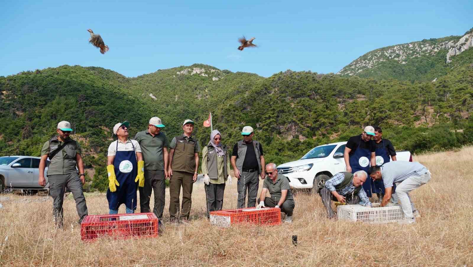 Manisa’da doğaya bin 200 kınalı keklik salındı