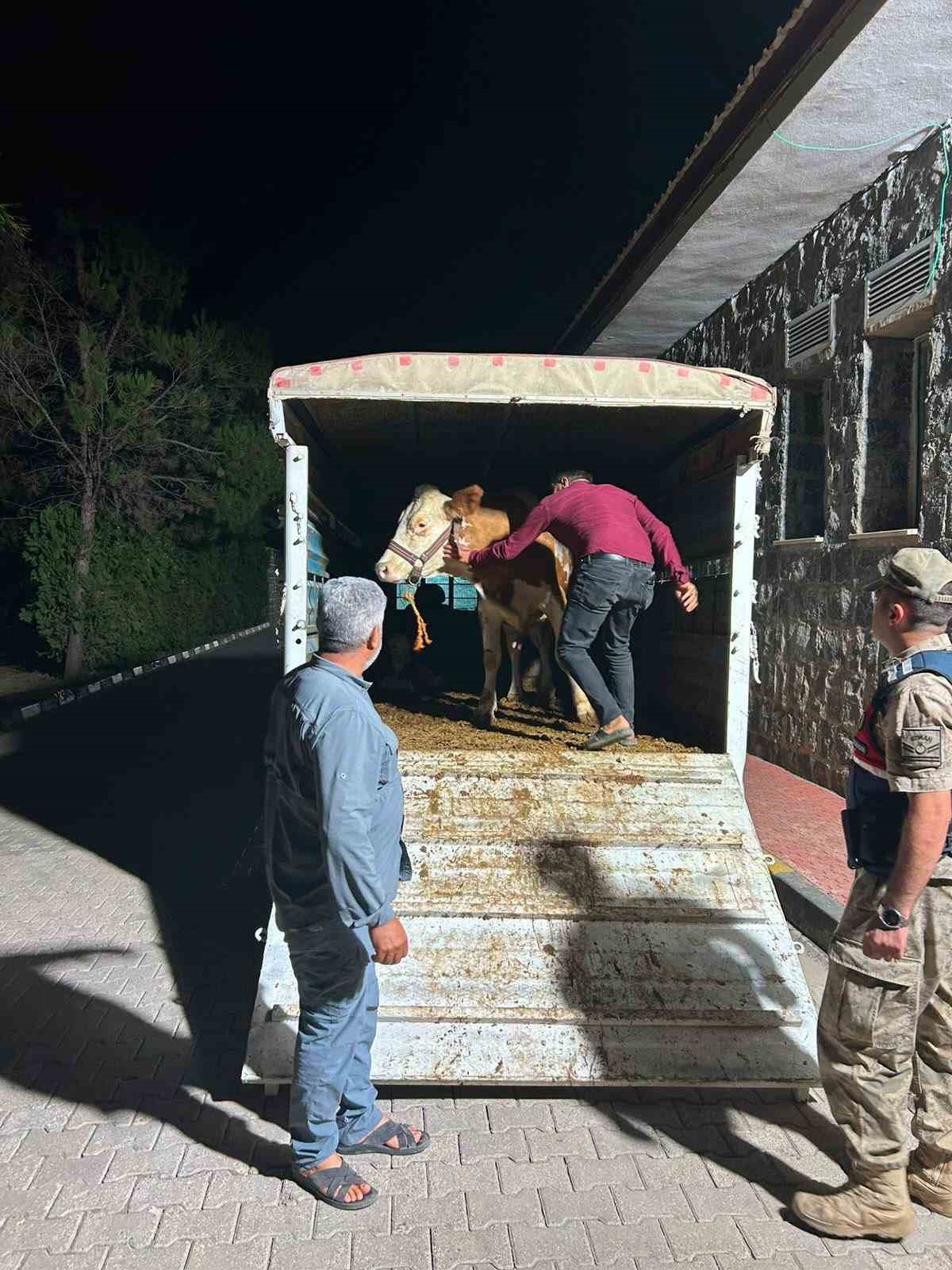 Şanlıurfa&rsquo;da b&uuml;y&uuml;kbaş hayvan dolandırıcılığında 1 g&ouml;zaltı