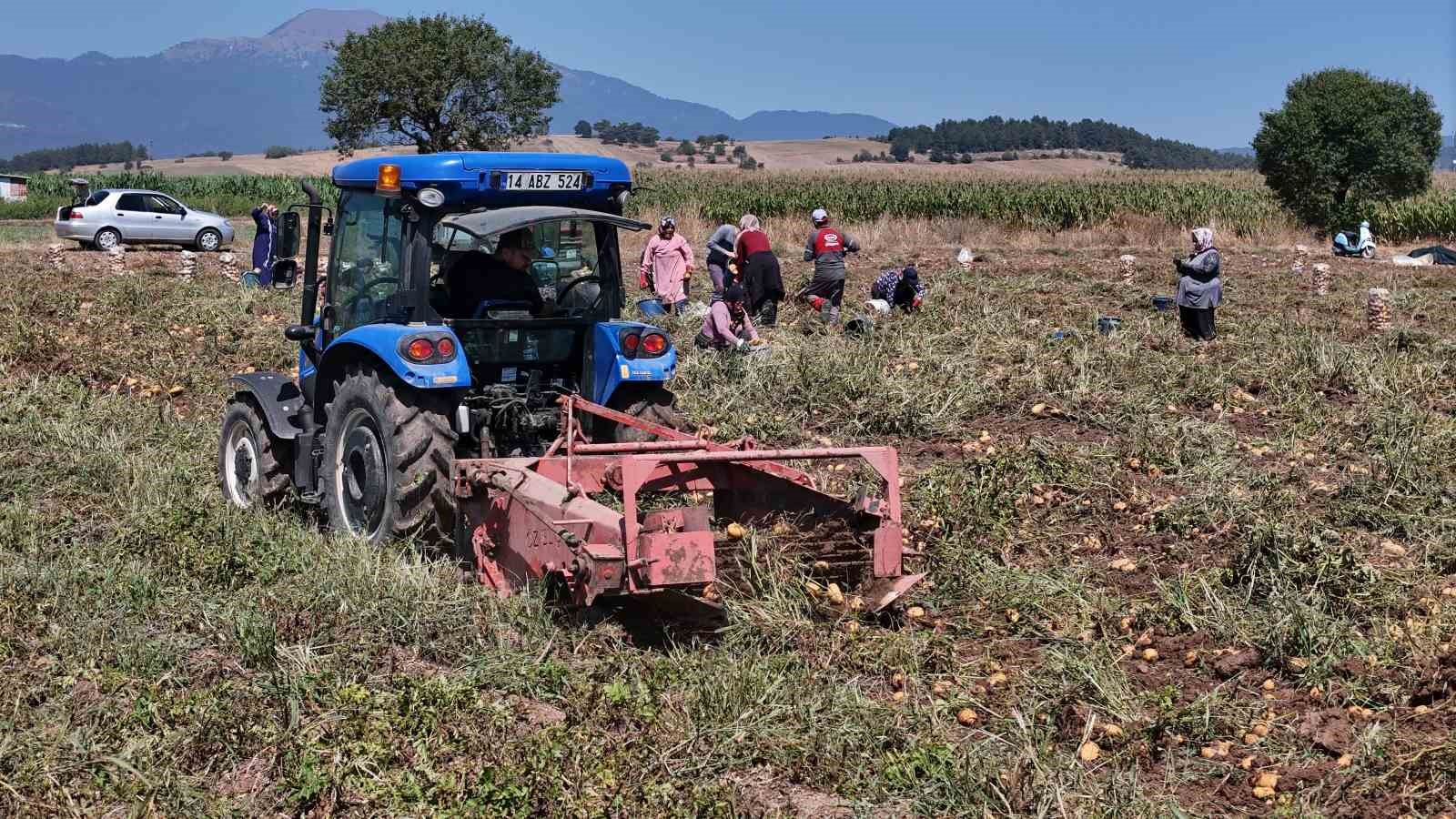 Patates diyarı Bolu’da zorlu hasat mesaisi başladı