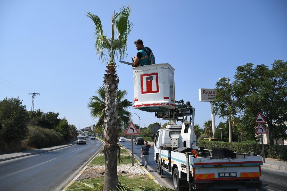 Kuşadası&rsquo;nda palmiyeler bakıma alındı