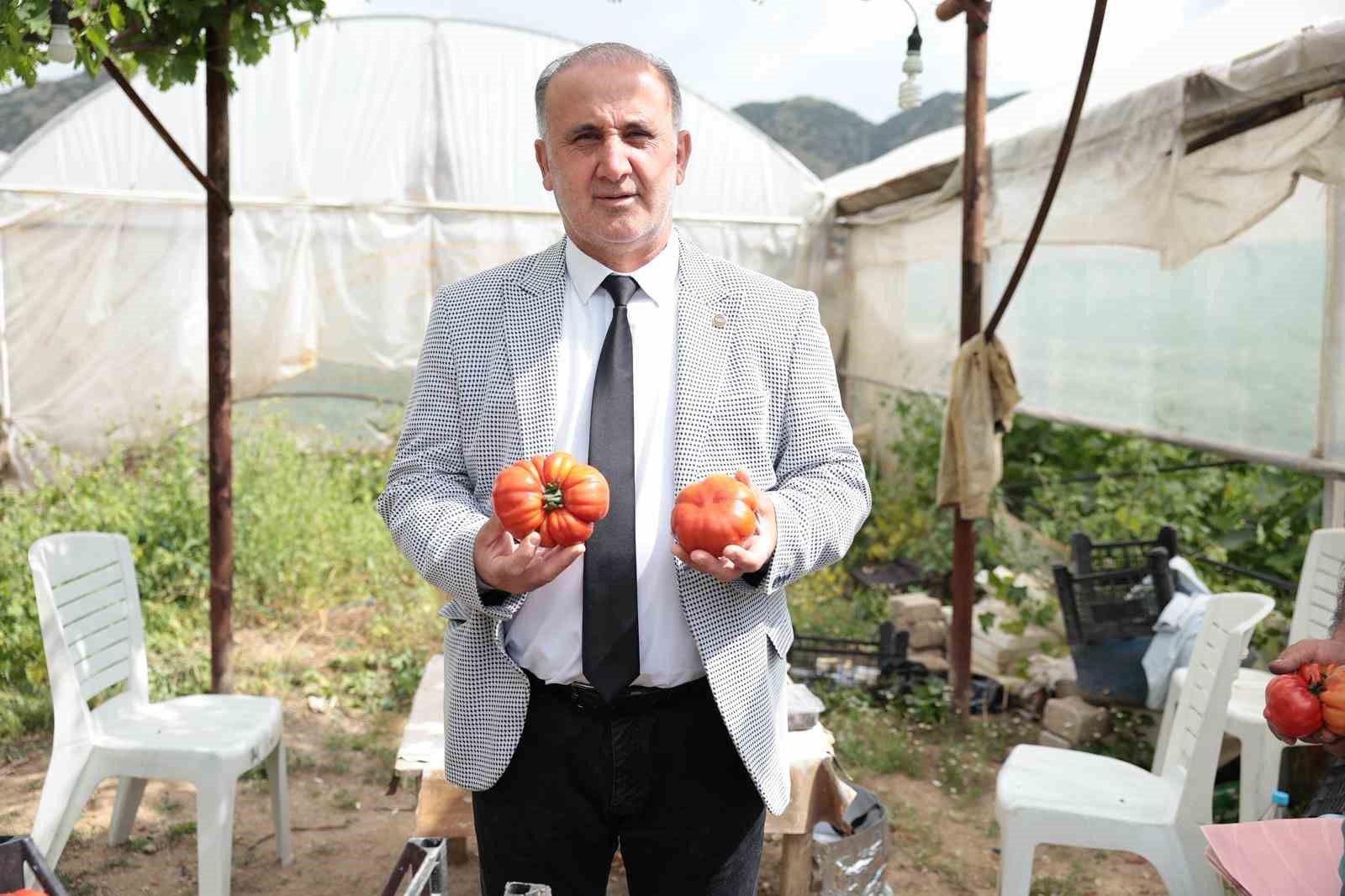 Başkan Kaya, &ccedil;ift&ccedil;iler g&uuml;n&uuml;nde domates hasadına katıldı