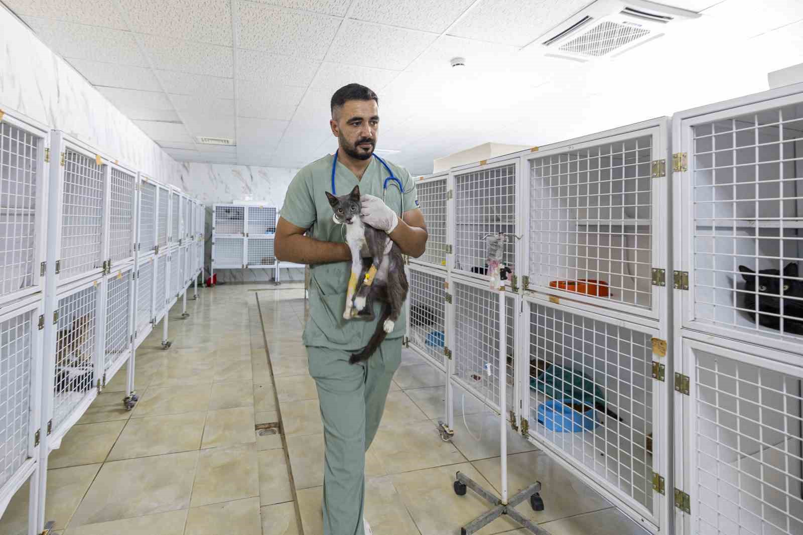 Mersin&rsquo;de yaralı hayvanlar yeniden yaşama tutunuyor