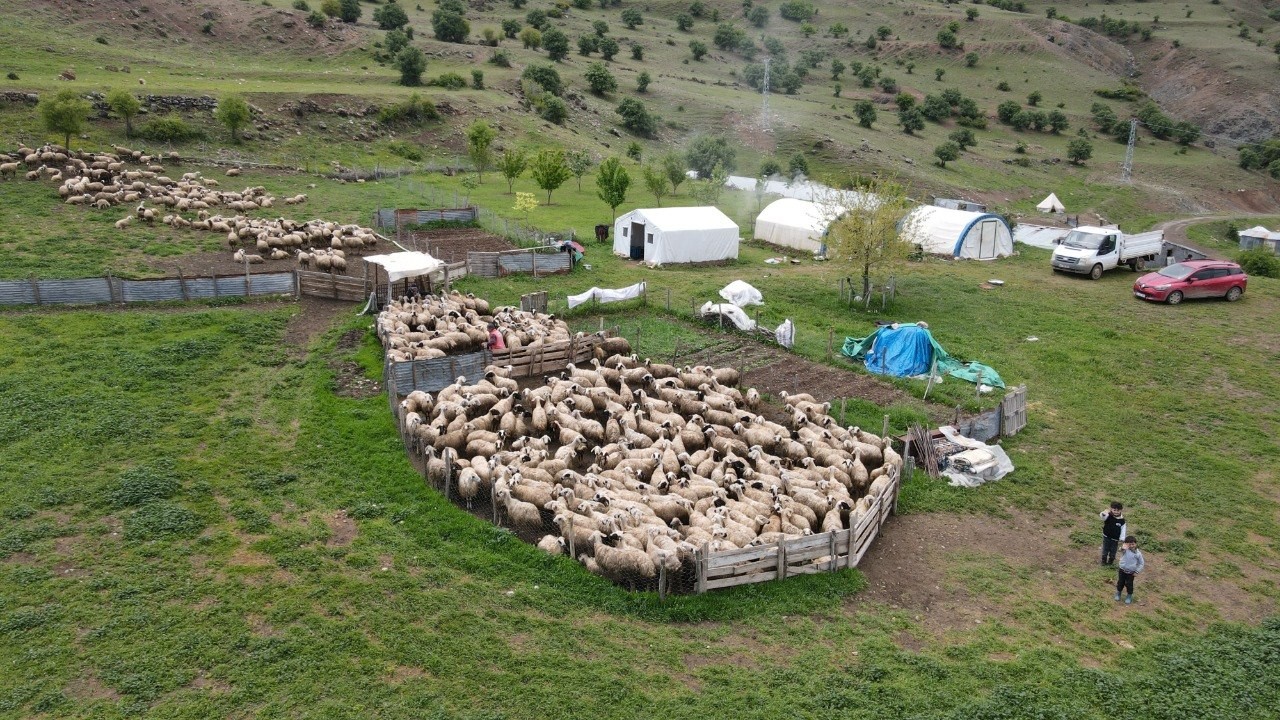 Yaylalarda başlayan emek, Erzincan tulum peyniri olarak sofralara ulaşıyor