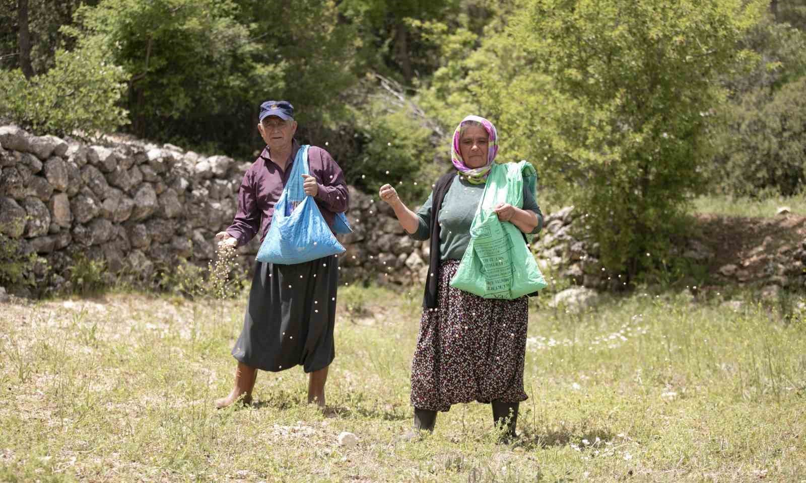 Atalık tohumlar toprakla buluştu, üreticiye can suyu oldu