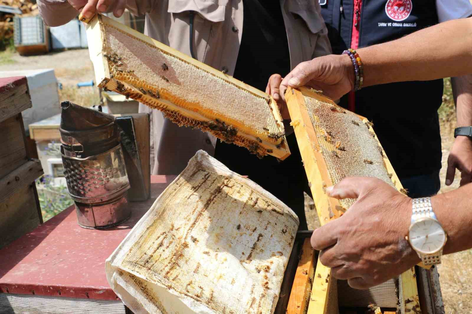 Erzincan’da bal hasadı başladı: Bin 500 ton rekolte bekleniyor