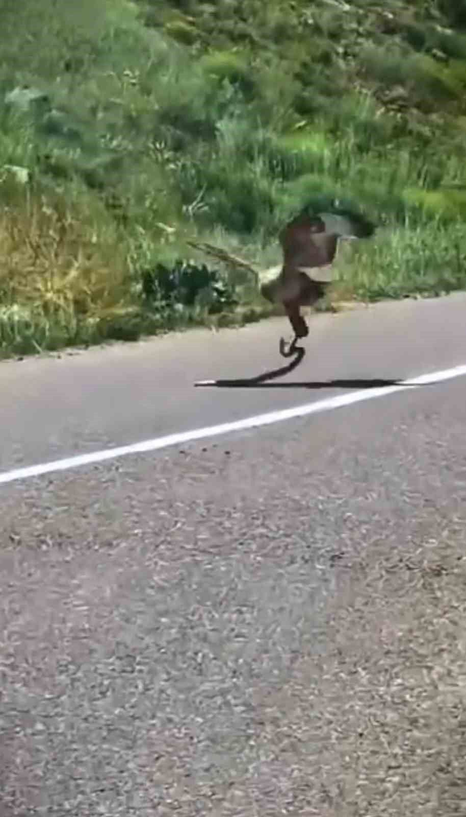 Kartalın nefes kesen yılan avı kamerada