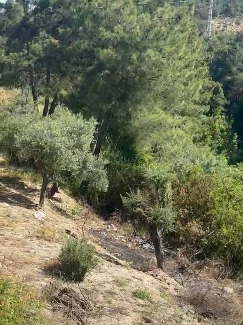 Antakya&rsquo;da zeytinlik alan yangını