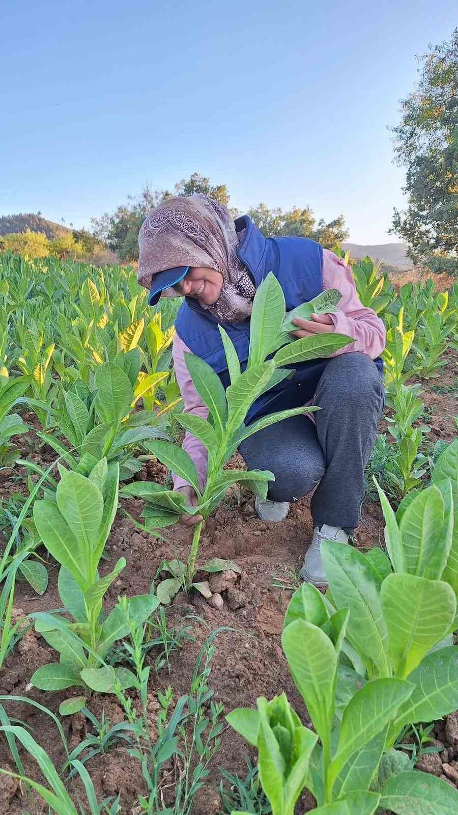 Sarıgöl’de tütün kırımı başladı