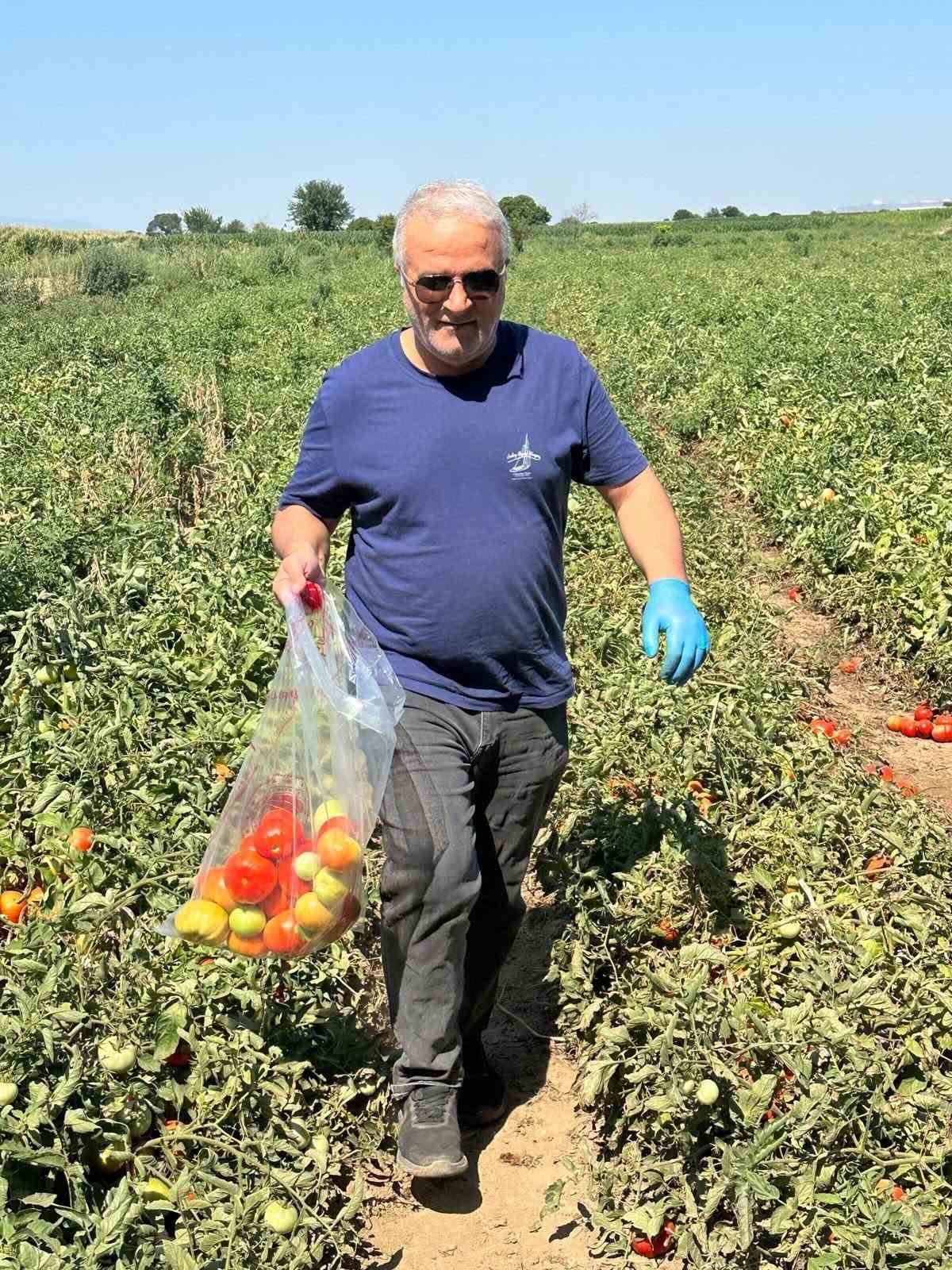 Köşk’te domateste hasat öncesi ilaç kalıntısı denetimi başladı