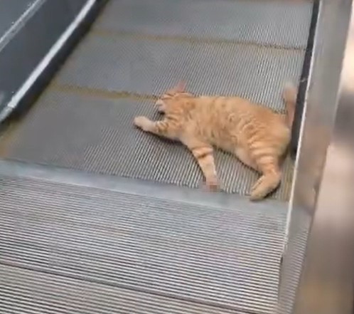 Başakşehir Metro İstasyonu’nda kedi yürüyen merdivene sıkıştı