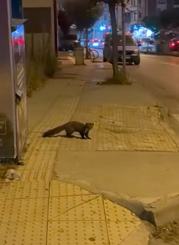 Yalova şehir merkezinde sansar g&ouml;r&uuml;nt&uuml;lendi