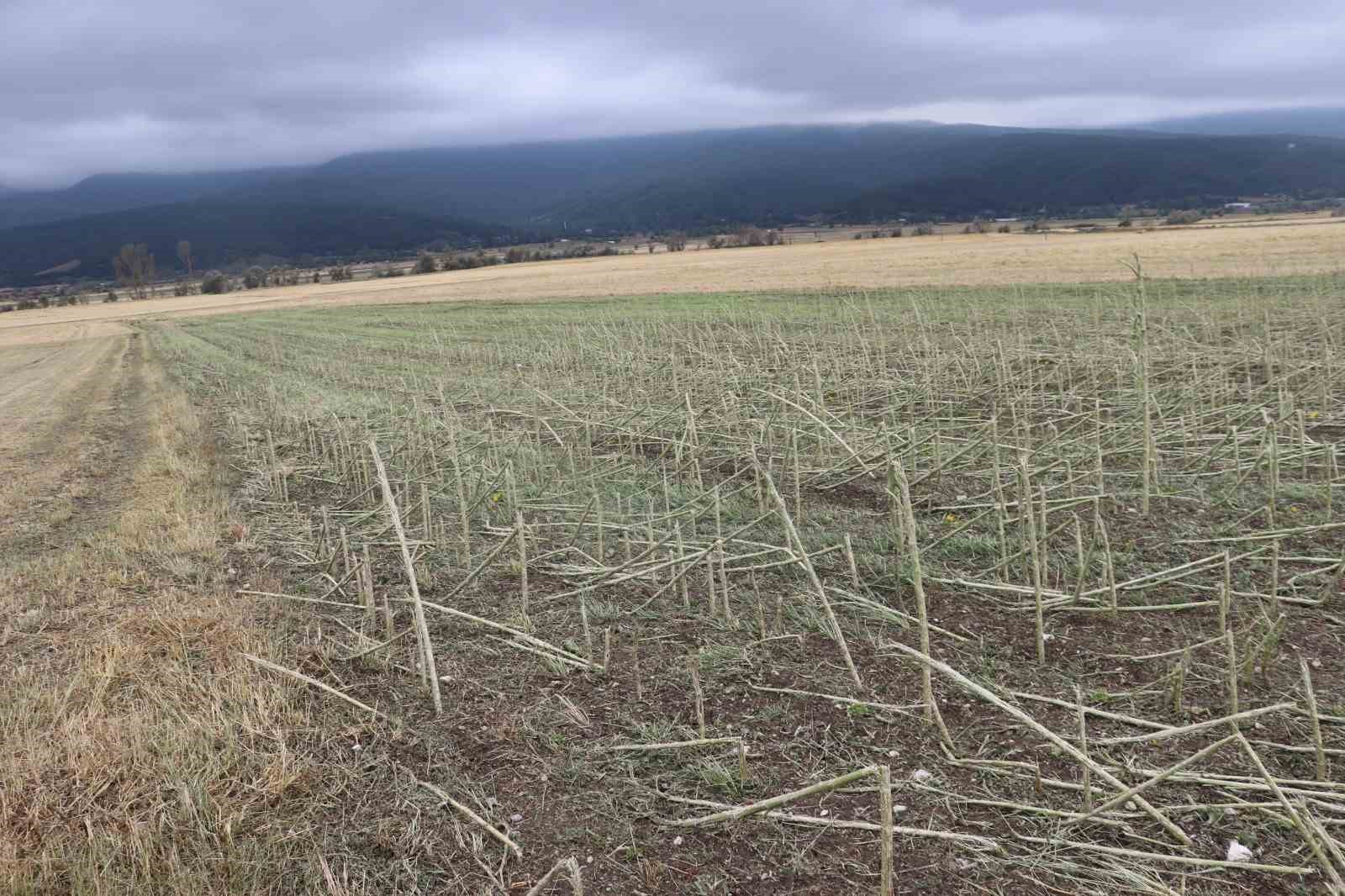 Samsun&rsquo;da dolu afetinde 40 bin dekar tarım arazisi olumsuz etkilendi