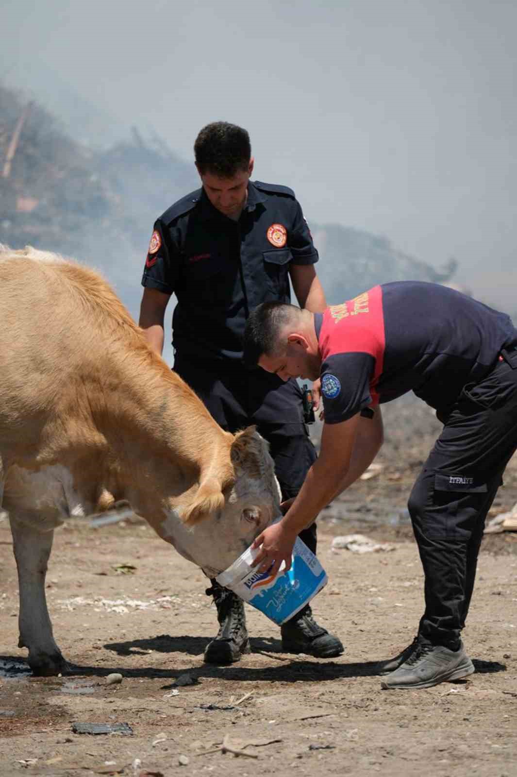 Yangın bölgesinde susayan ineklere temiz can suyu