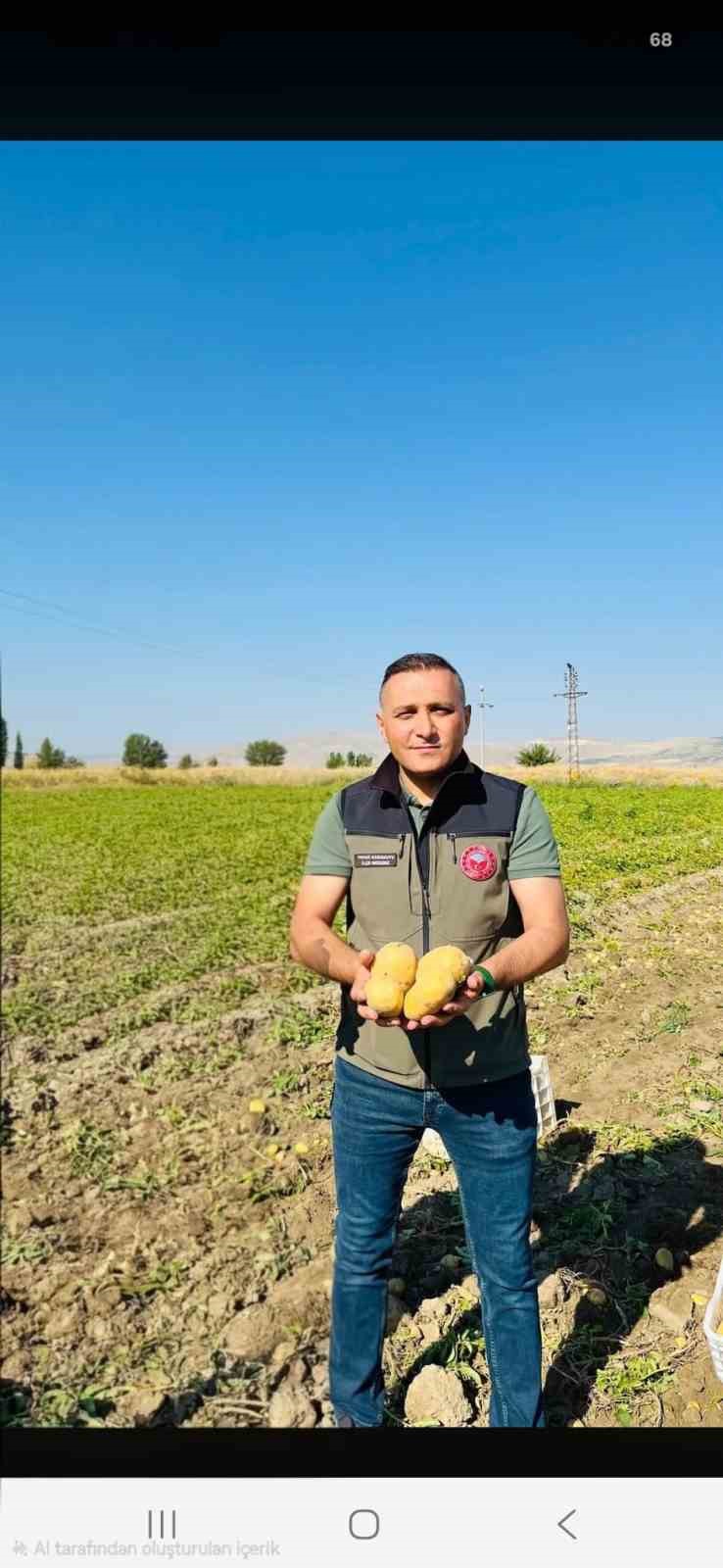 Dinar’da patates hasadı başladı