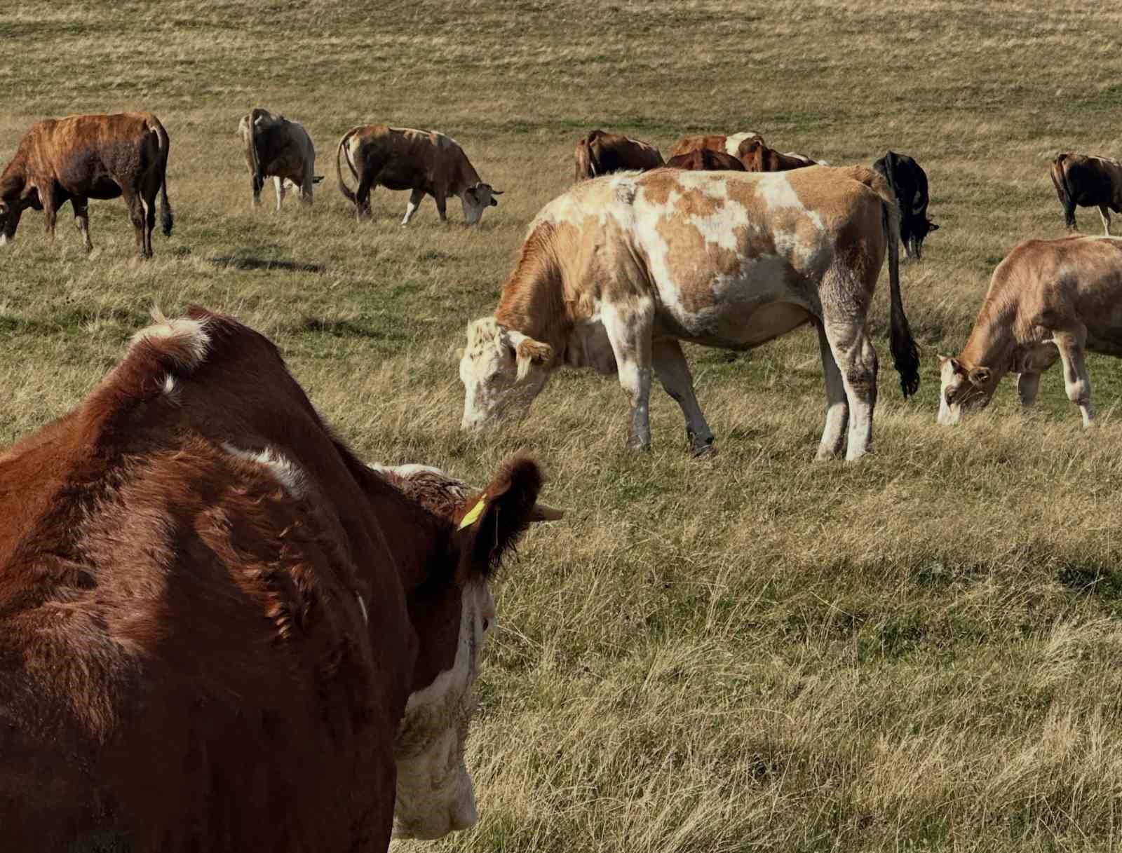 Aydıntepe&rsquo;de şap aşılama &ccedil;alışmaları G&uuml;nbuldu ve Kavlatan&rsquo;da yapıldı